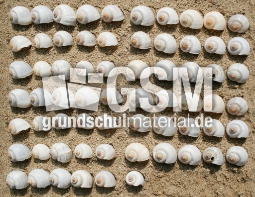 Schneckenhäuser-66.jpg